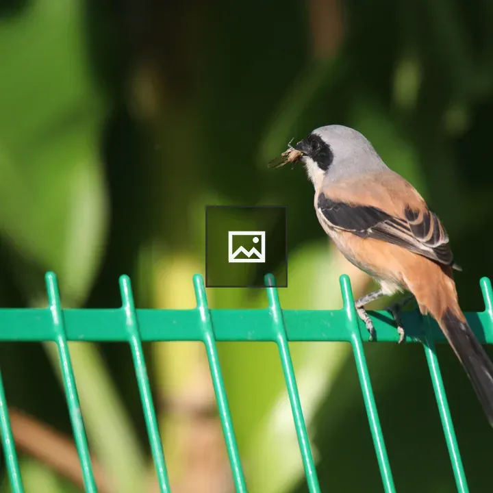 Burmese Shrike on green fence
