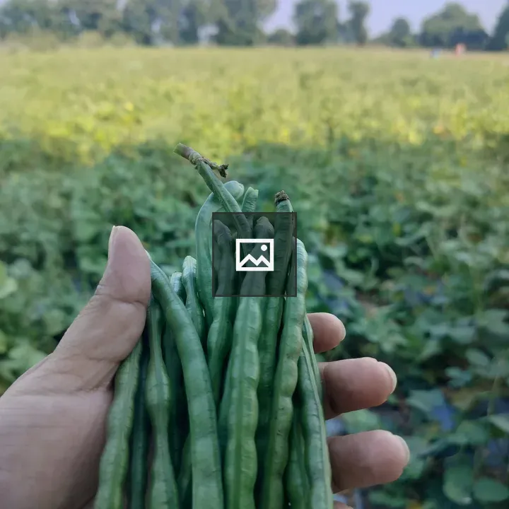 Hand holding beans in field