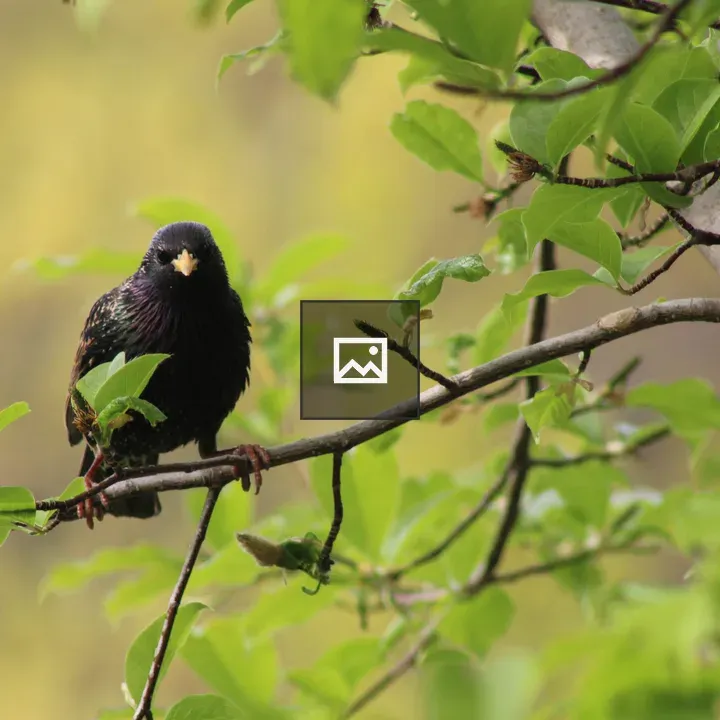 European Starling on Branch