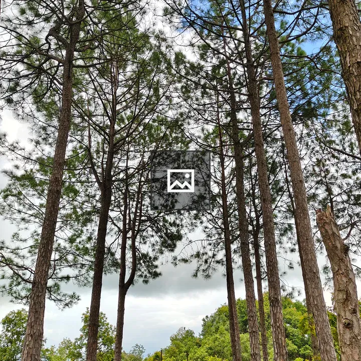 Tall Pine Trees Look Up
