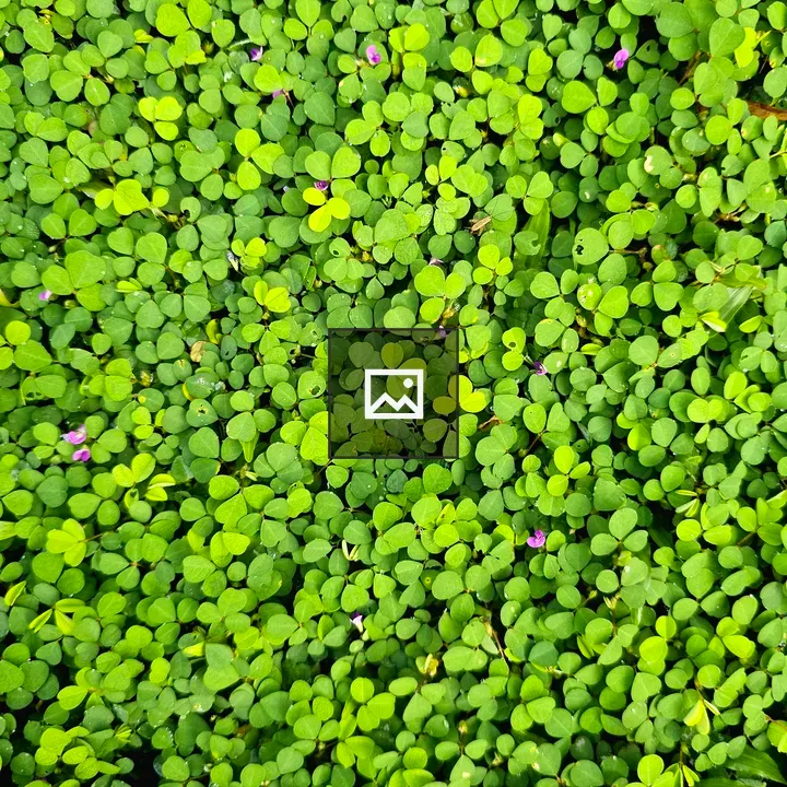 Green grass with violet flowers