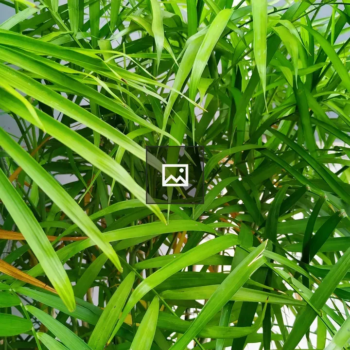 Bamboo Palm Leaves