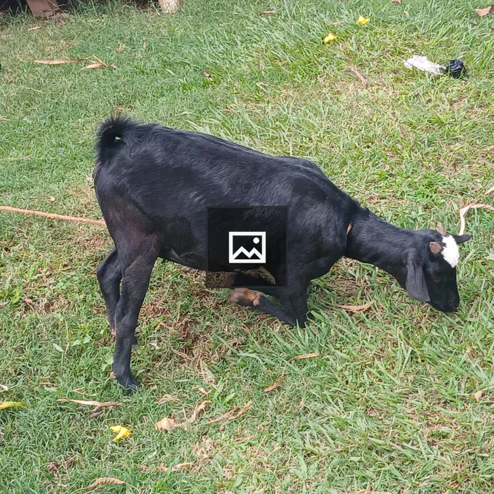 Goat grazing on grass