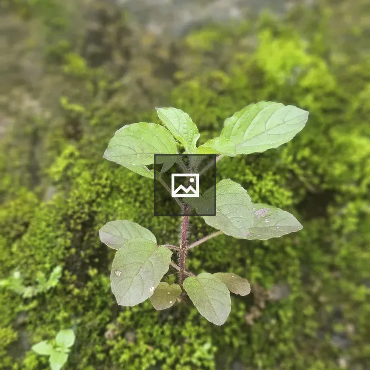 Tulsi plant on mossy wall