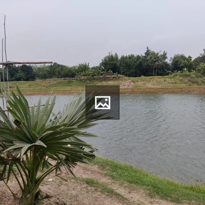 Palm Tree by Water Lake