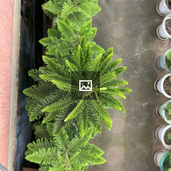 Top-Down Garden Plant