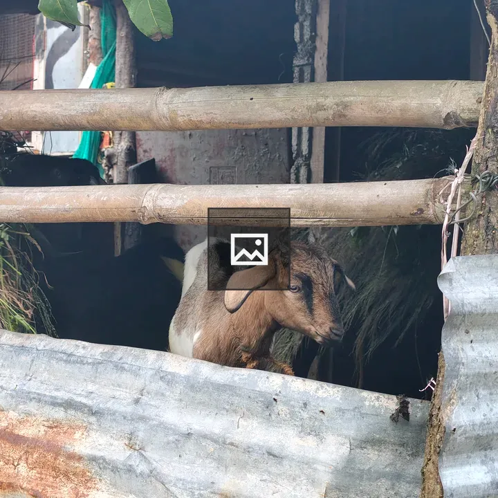 Young goat peeking from wooden structure