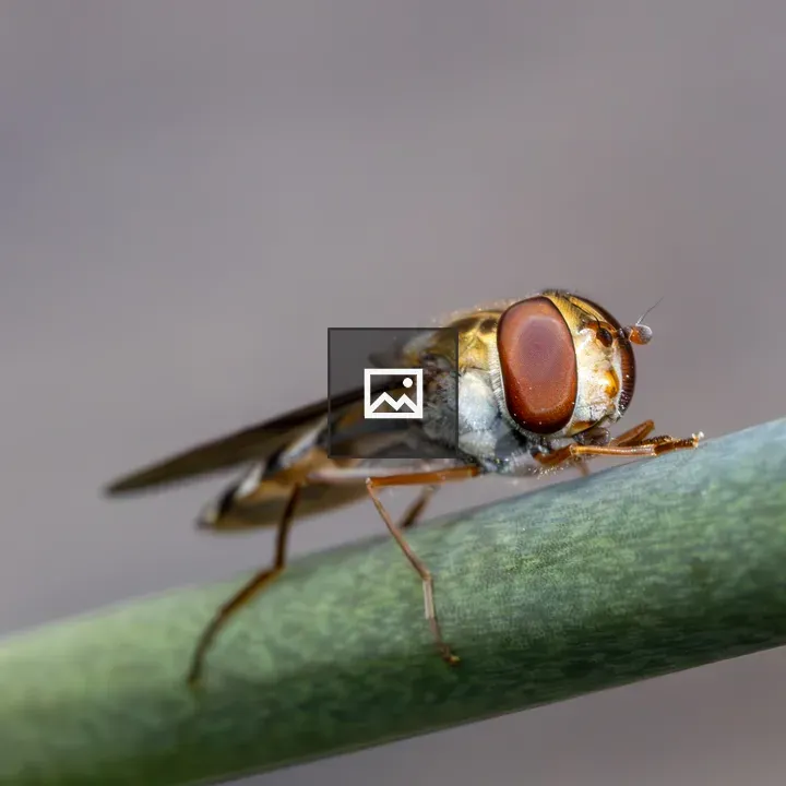 Marmalade Hoverfly on Flower Stem