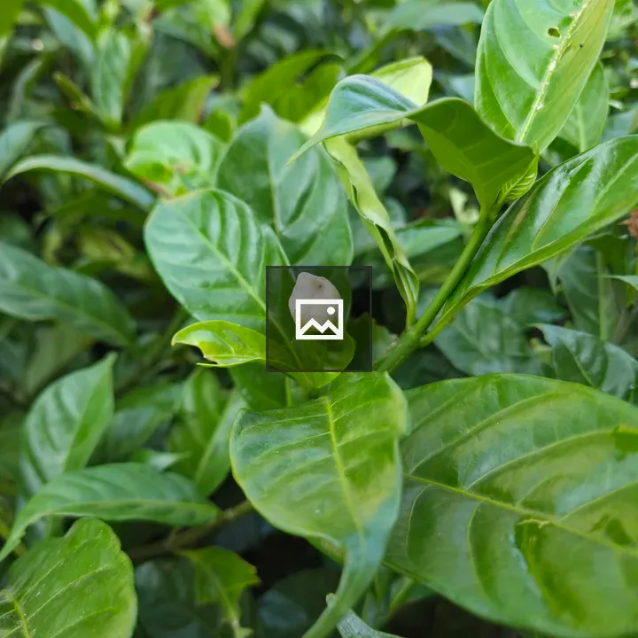 Green plant with unopened flower bud
