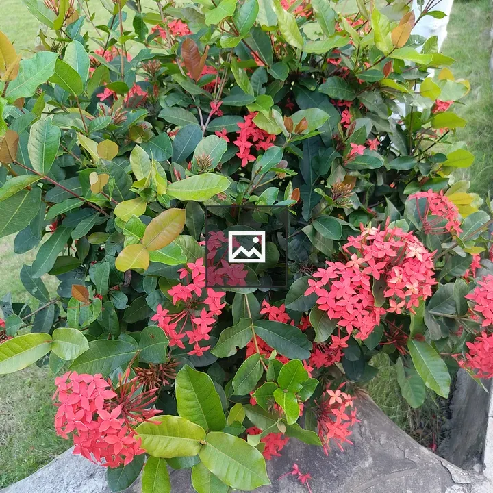 A lush shrub with red flowers