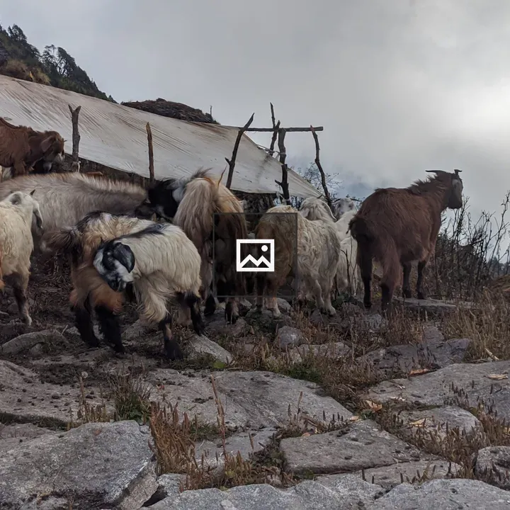 Goats on rocky terrain
