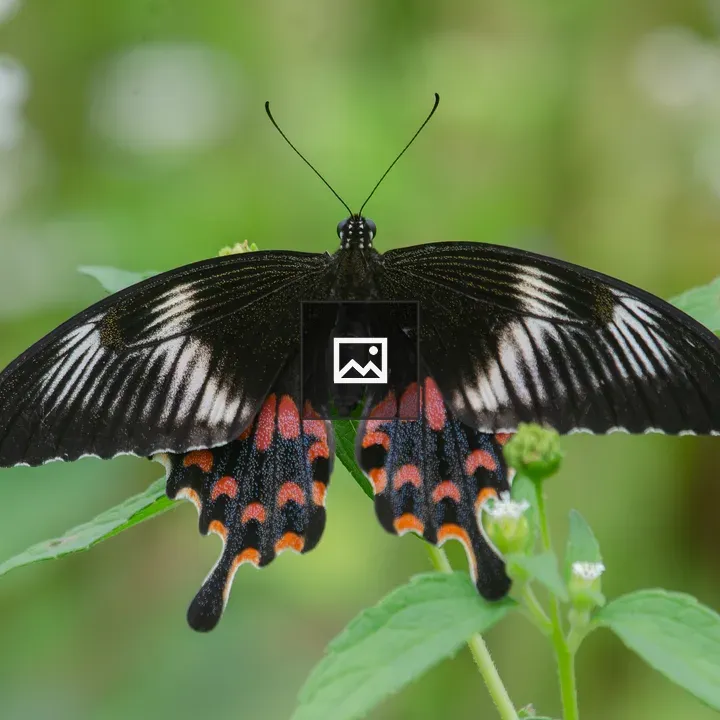 Crimson Rose Butterfly on Foliage
