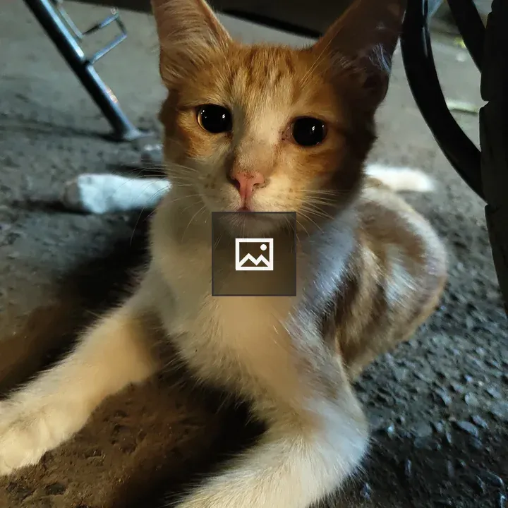 Gold and White Cat