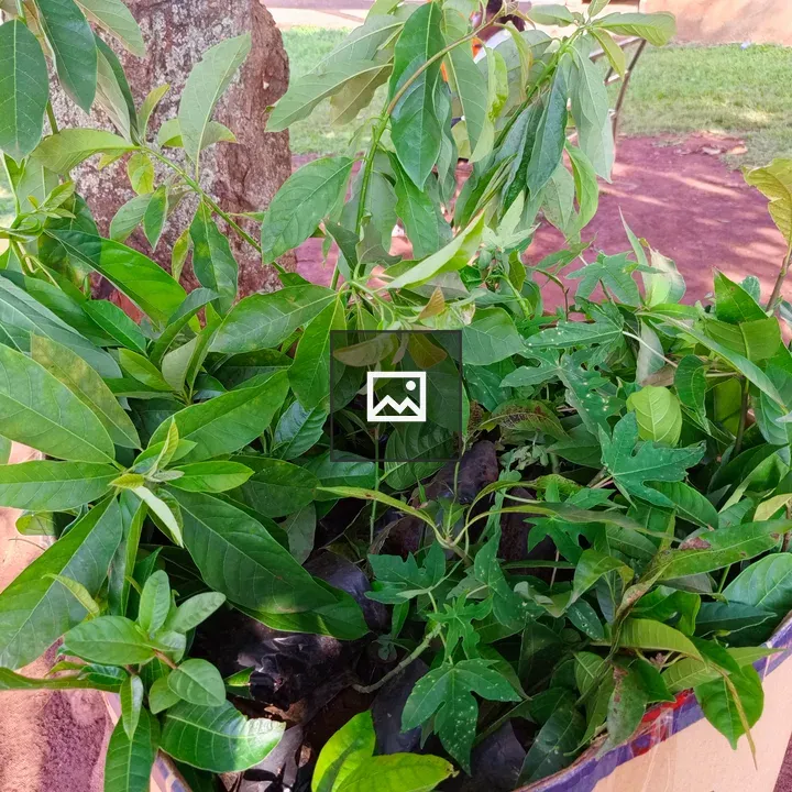 Close-up Leaves and Stems in Pot