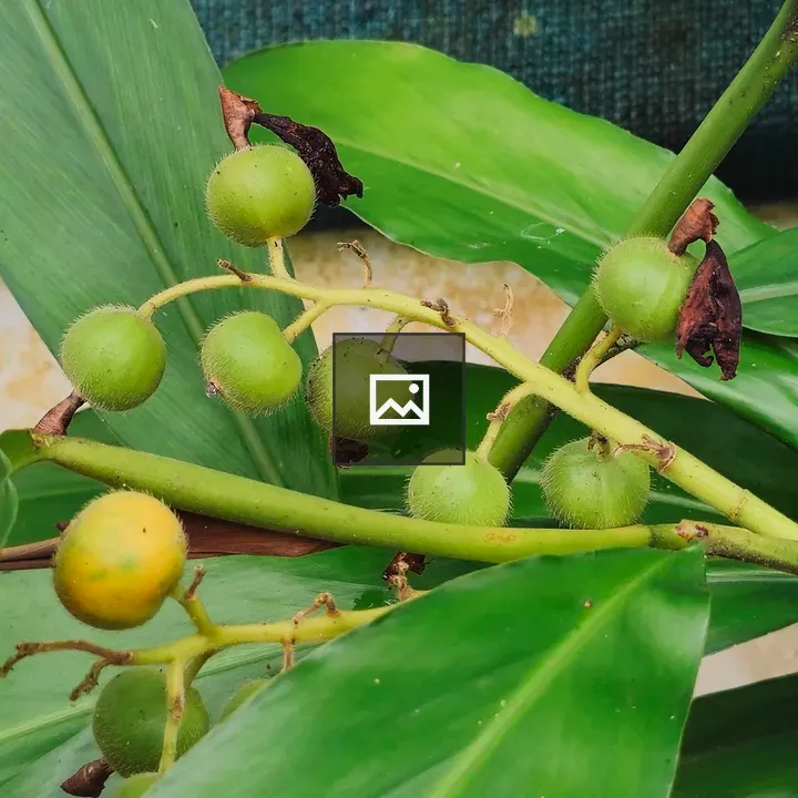 Green fruits on ginger plant