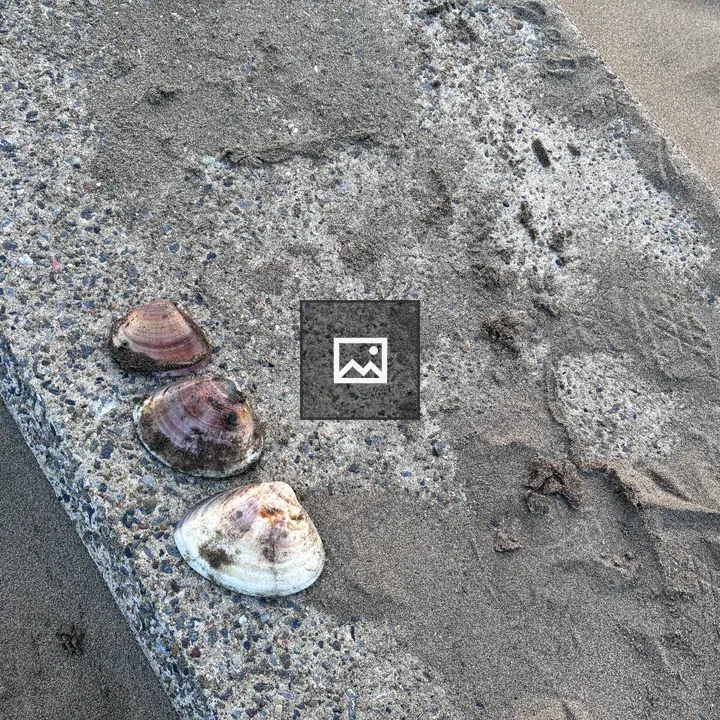 Three seashells on concrete
