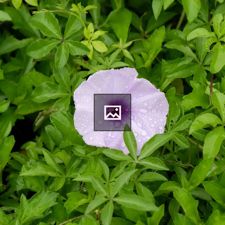 A violet flower with rain drops