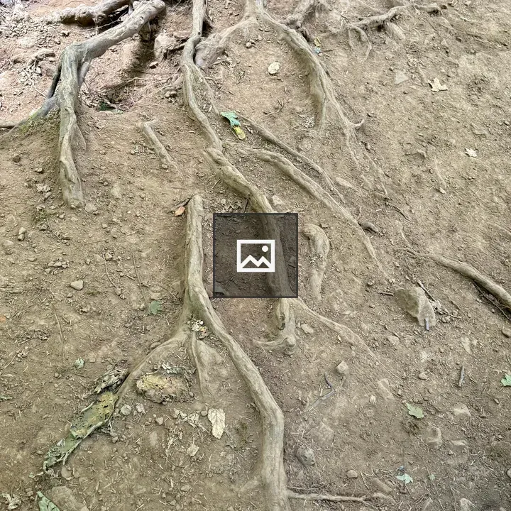Exposed tree roots in dry forest