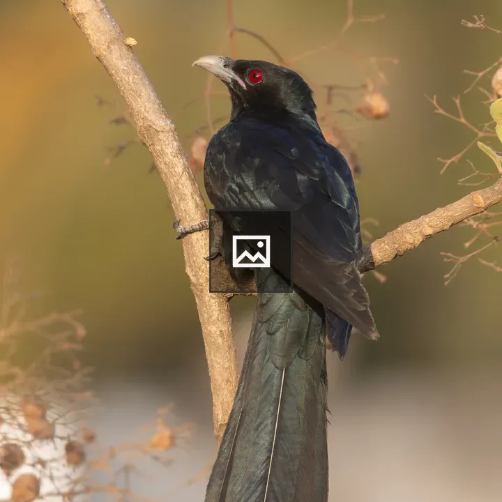 Asian Koel on Branch