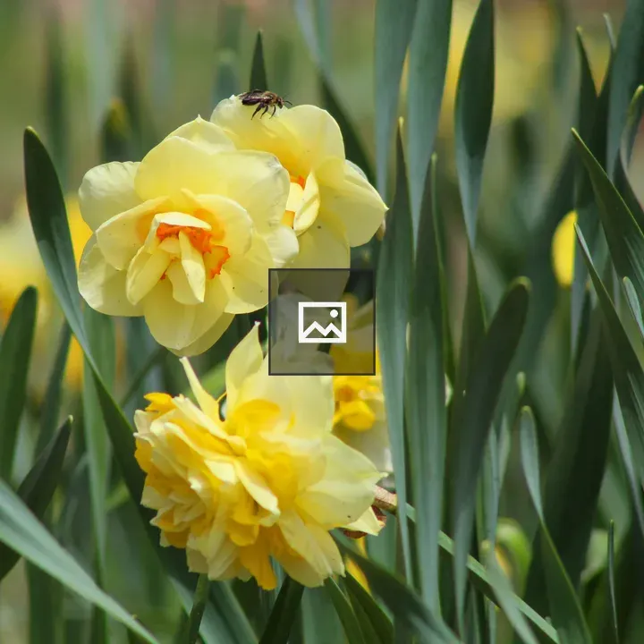 Daffodils in Mount Hope Cemetery