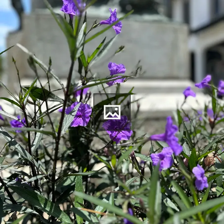 Purple flower in garden