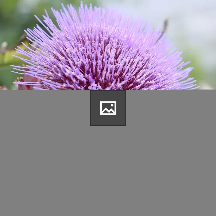 Artichoke in flower