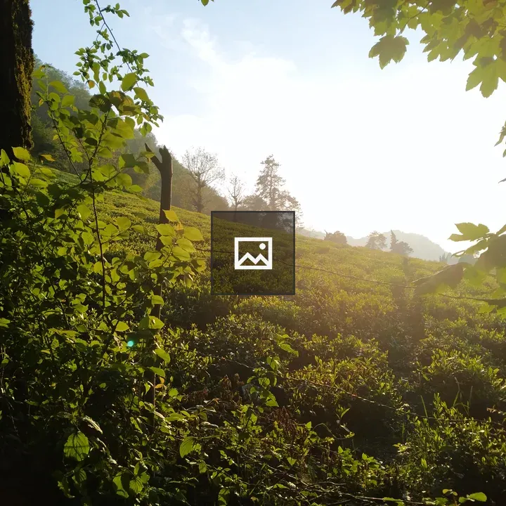 Iranian Tea Farm Between Woods