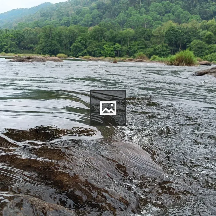 River rocks and trees landscape