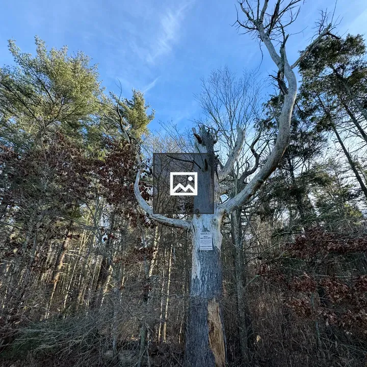 Dead tree with blue sky