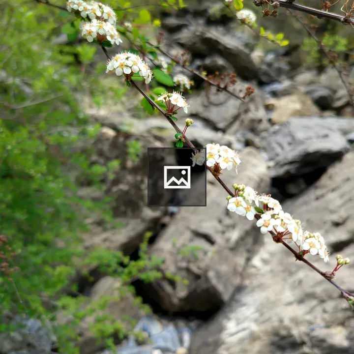 Delicate blossoming branch
