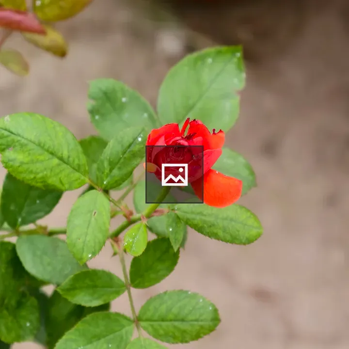 Small red rose bud among leaves