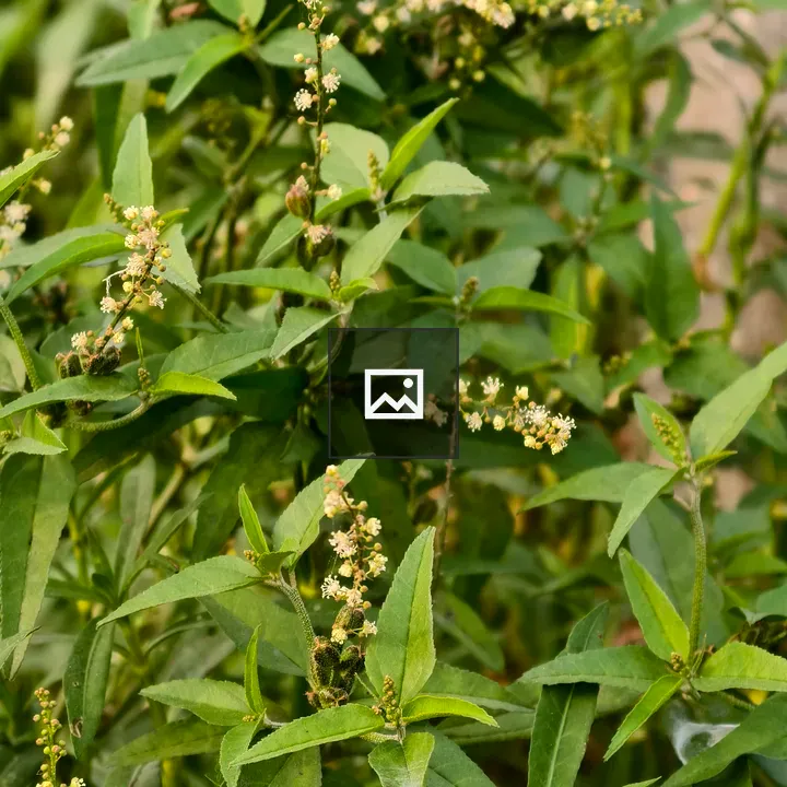 Green wild plant with white and yellow flowers