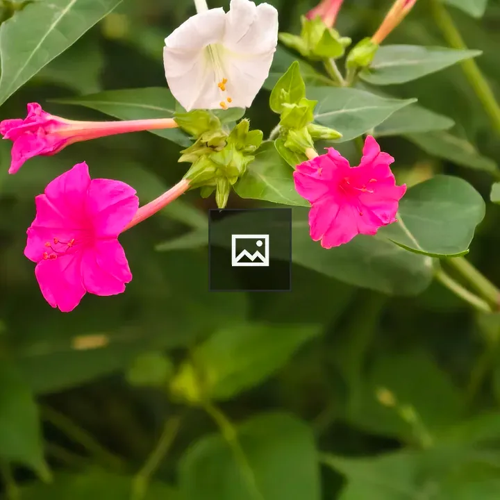 Cluster of white and pink flowers