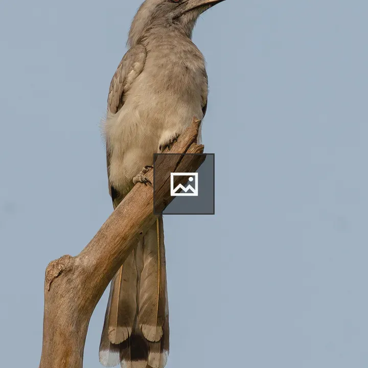 Grey Hornbill on a Branch