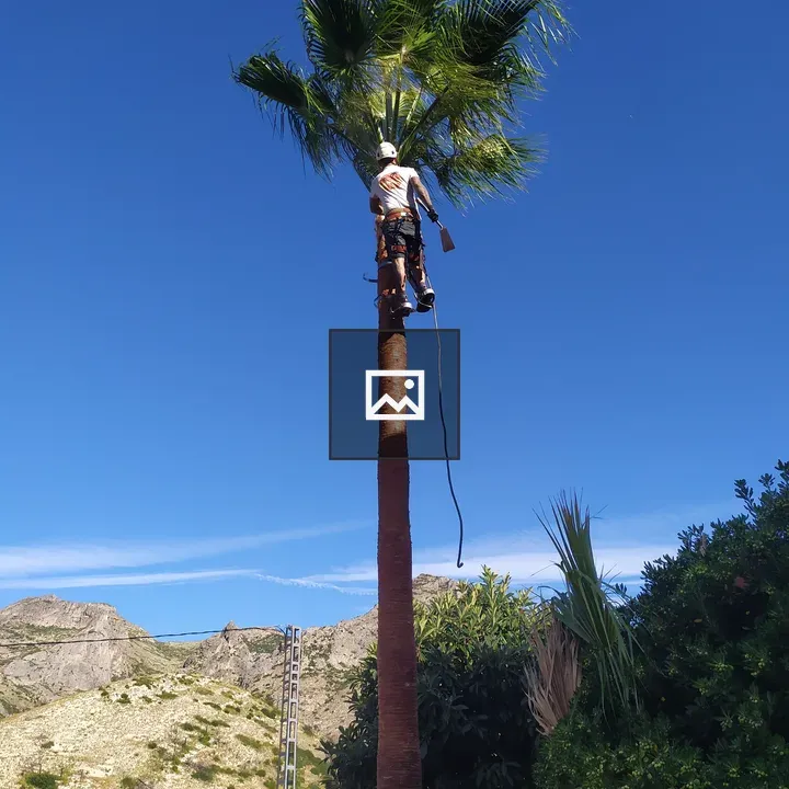 Man in palm tree