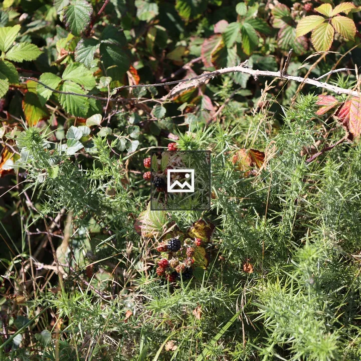 Wild Blackberries in Highlands
