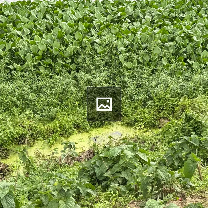 Green Landscape with Dense Water Plants