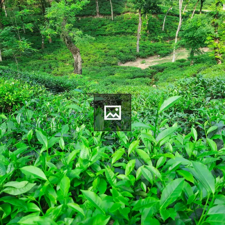 Tea plants on a hill in Sylhet