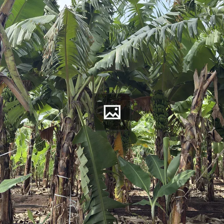 Banana Plantation Dense Foliage