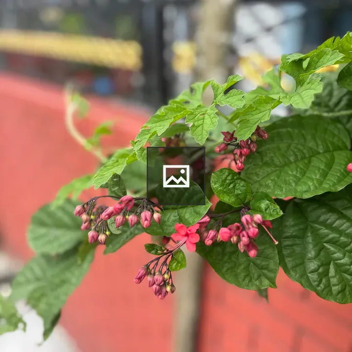 Close-up Plant Branch with Pink Buds