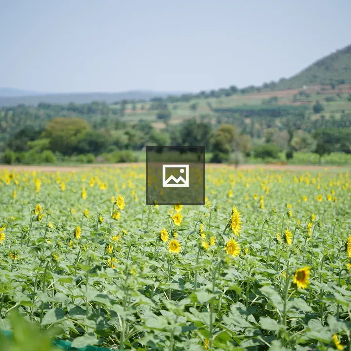 Sunflowers for Oil Extraction