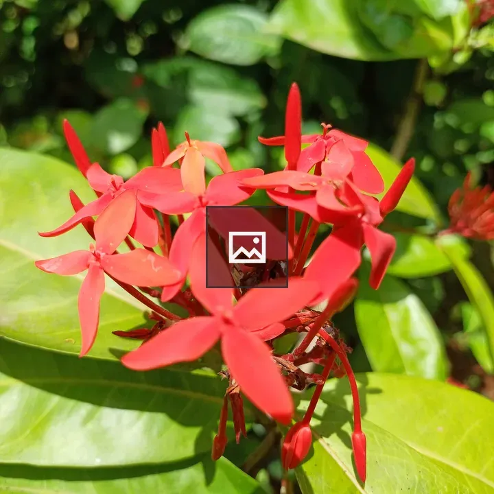 Close-up of red flowers