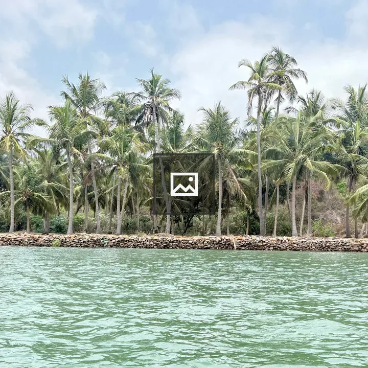 Shoreline with coconut trees
