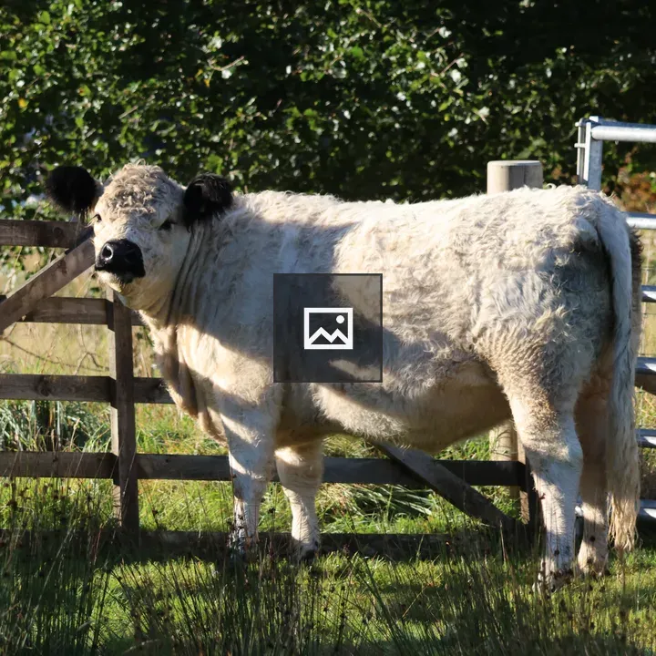 White Galloway Cow in Field