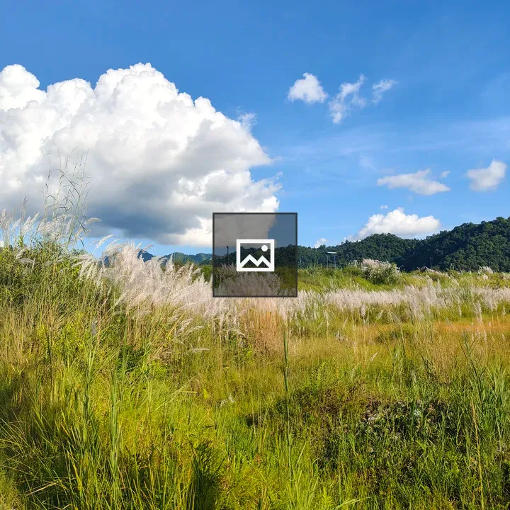 Tall Grass and Ferns with Hills