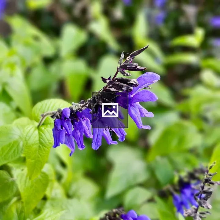 Purple Salvia Flowers Close-Up