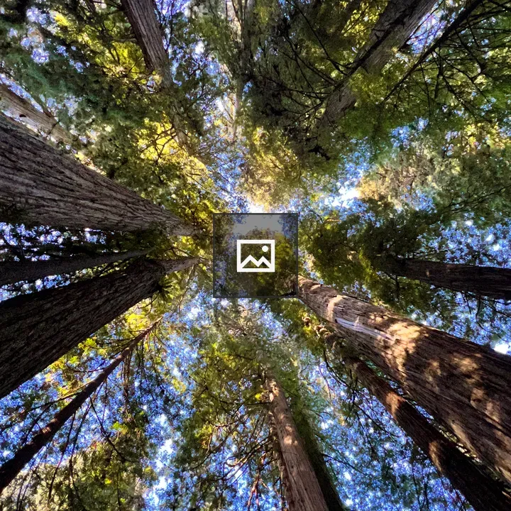 California Coastal Redwoods