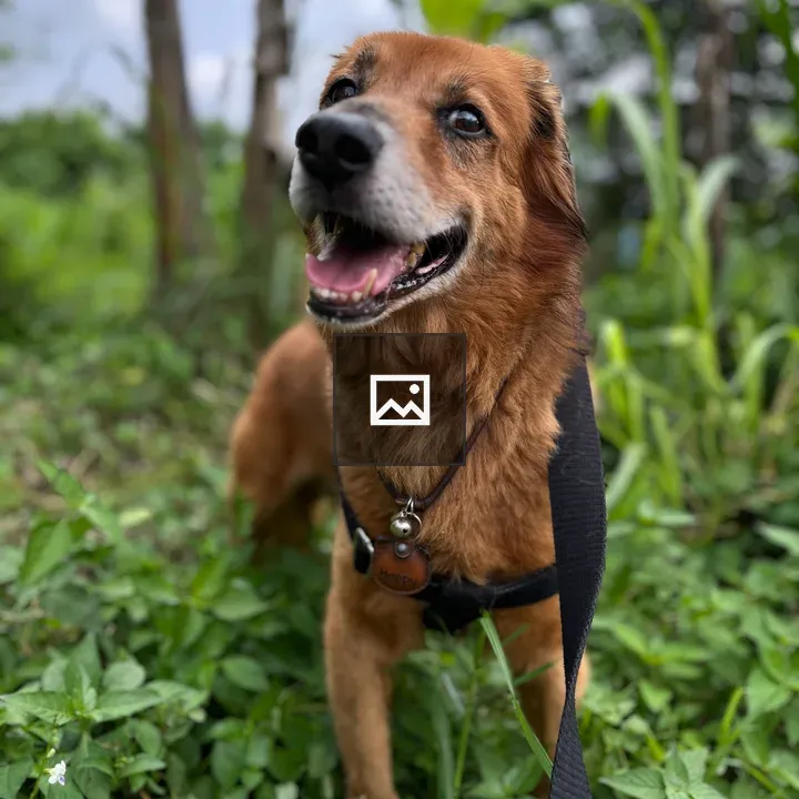 Dog in harness among green foliage