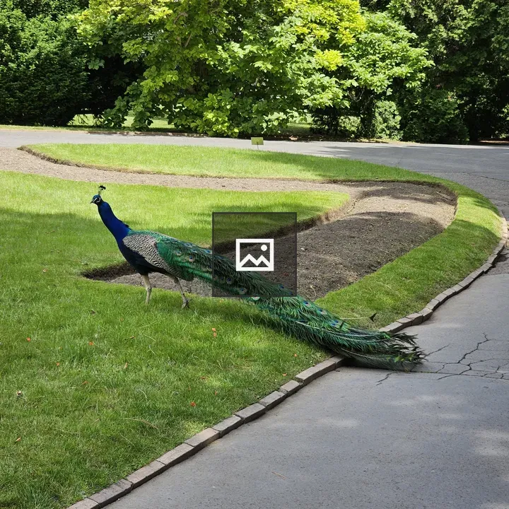 Peacock in Prague Castle Garden