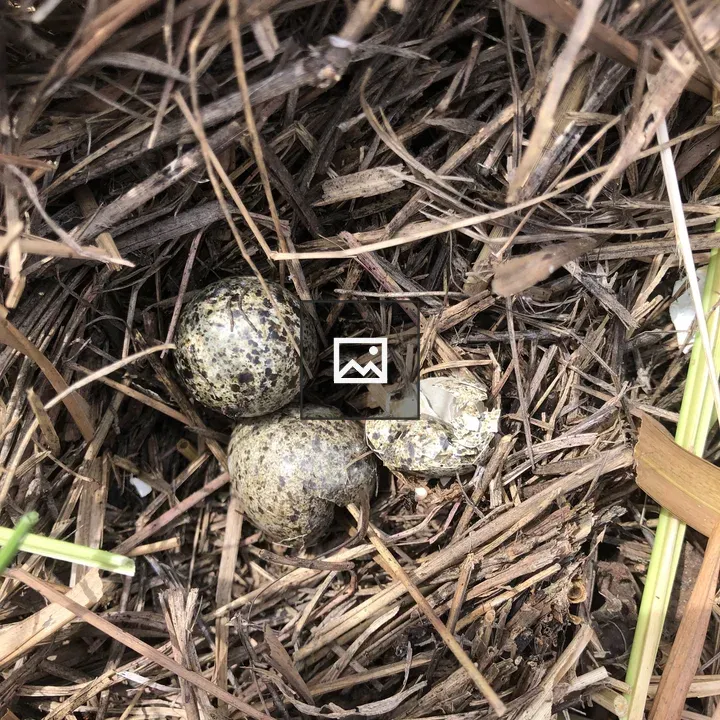 Broken eggs in abandoned nest